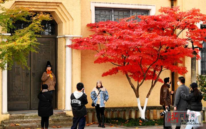 杭州：冬日“楓”景獨好